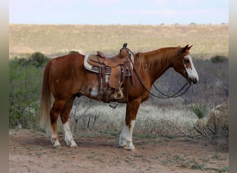 American Quarter Horse, Gelding, 13 years, 14,3 hh, Overo-all-colors