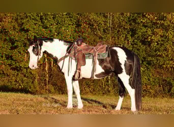 American Quarter Horse, Gelding, 13 years, 14,3 hh, Overo-all-colors