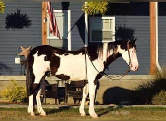 American Quarter Horse, Gelding, 13 years, 14,3 hh, Overo-all-colors