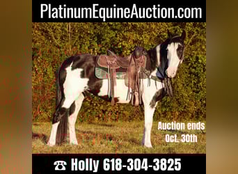 American Quarter Horse, Gelding, 13 years, 14,3 hh, Overo-all-colors
