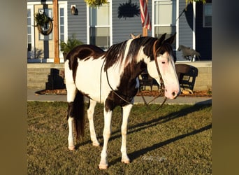 American Quarter Horse, Gelding, 13 years, 14,3 hh, Overo-all-colors