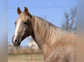 American Quarter Horse, Gelding, 13 years, 14,3 hh, Palomino