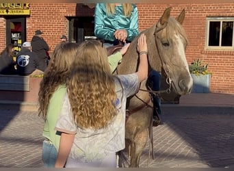 American Quarter Horse, Gelding, 13 years, 14,3 hh, Palomino