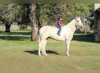 American Quarter Horse, Gelding, 13 years, 14,3 hh, Palomino