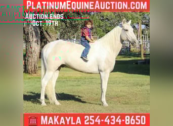 American Quarter Horse, Gelding, 13 years, 14,3 hh, Palomino