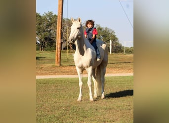 American Quarter Horse, Gelding, 13 years, 14,3 hh, Palomino