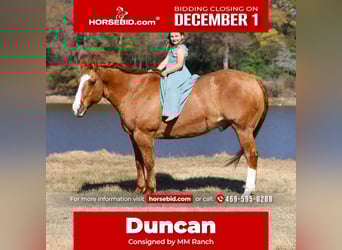 American Quarter Horse, Gelding, 13 years, 14,3 hh, Red Dun