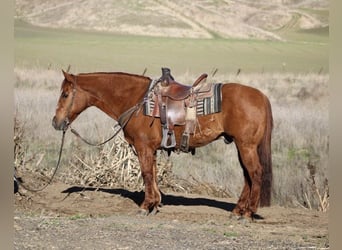American Quarter Horse, Gelding, 13 years, 14,3 hh, Red Dun