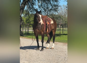 American Quarter Horse, Gelding, 13 years, 15.1 hh, Bay