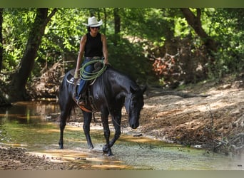 American Quarter Horse, Gelding, 13 years, 15.1 hh, Black