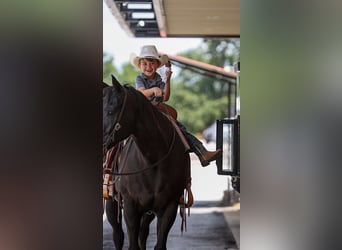 American Quarter Horse, Gelding, 13 years, 15.1 hh, Black