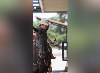 American Quarter Horse, Gelding, 13 years, 15.1 hh, Black