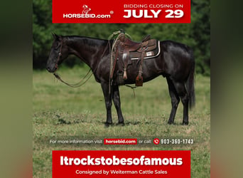 American Quarter Horse, Gelding, 13 years, 15.1 hh, Black