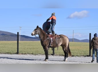 American Quarter Horse, Gelding, 13 years, 15.1 hh, Buckskin