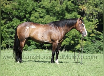 American Quarter Horse, Gelding, 13 years, 15.1 hh, Buckskin