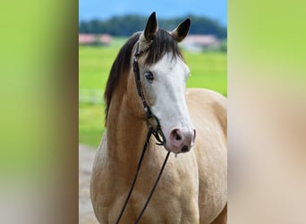 American Quarter Horse, Gelding, 13 years, 15.1 hh, Buckskin