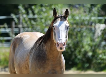 American Quarter Horse, Gelding, 13 years, 15.1 hh, Buckskin