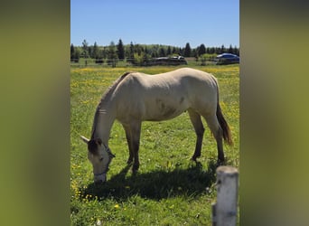 American Quarter Horse, Gelding, 13 years, 15.1 hh, Champagne