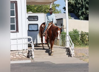 American Quarter Horse, Gelding, 13 years, 15,1 hh, Chestnut