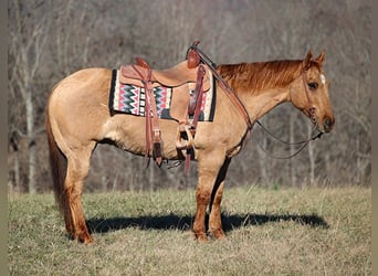 American Quarter Horse, Gelding, 13 years, 15.1 hh, Dun