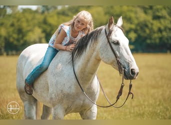 American Quarter Horse, Gelding, 13 years, 15.1 hh, Gray