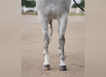 American Quarter Horse, Gelding, 13 years, 15.1 hh, Gray