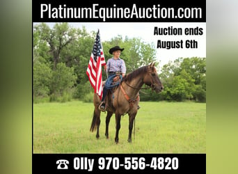 American Quarter Horse, Gelding, 13 years, 15,1 hh, Grullo