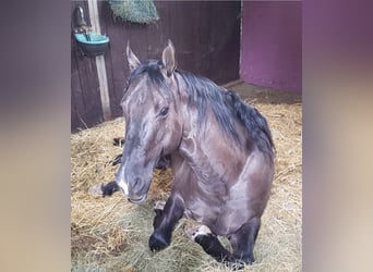 American Quarter Horse, Gelding, 13 years, 15.1 hh, Grullo