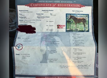 American Quarter Horse, Gelding, 13 years, 15.1 hh, Overo-all-colors