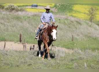 American Quarter Horse, Gelding, 13 years, 15.1 hh, Overo-all-colors