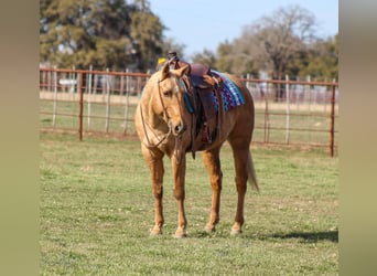 American Quarter Horse, Gelding, 13 years, 15,1 hh, Palomino