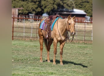 American Quarter Horse, Gelding, 13 years, 15,1 hh, Palomino