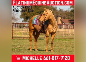 American Quarter Horse, Gelding, 13 years, 15,1 hh, Palomino