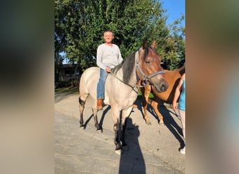 American Quarter Horse, Gelding, 13 years, 15,1 hh