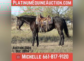 American Quarter Horse, Gelding, 13 years, 15.1 hh, Roan-Bay