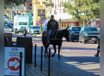 American Quarter Horse, Gelding, 13 years, 15.1 hh, Roan-Bay