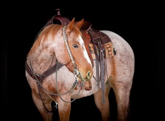 American Quarter Horse, Gelding, 13 years, 15.1 hh, Roan-Red
