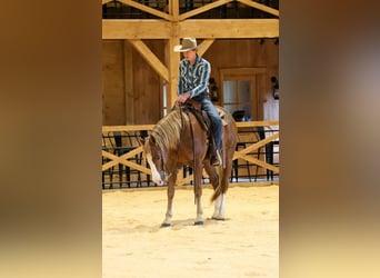 American Quarter Horse, Gelding, 13 years, 15.1 hh, Sorrel