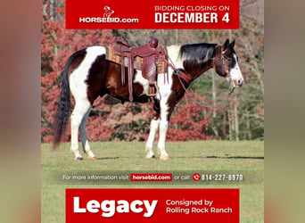 American Quarter Horse, Gelding, 13 years, 15.2 hh, Brown