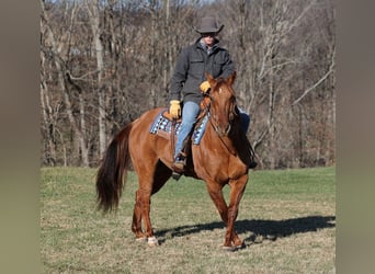 American Quarter Horse, Gelding, 13 years, 15,2 hh, Dun