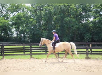 American Quarter Horse, Gelding, 13 years, 15.2 hh, Palomino