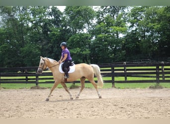 American Quarter Horse, Gelding, 13 years, 15.2 hh, Palomino