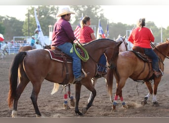 American Quarter Horse, Gelding, 13 years, 15.2 hh, Roan-Bay