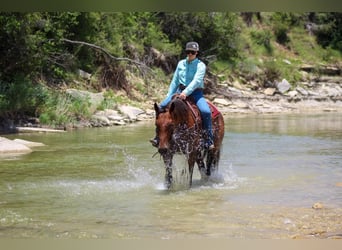 American Quarter Horse, Gelding, 13 years, 15.2 hh, Roan-Bay