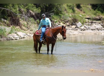 American Quarter Horse, Gelding, 13 years, 15.2 hh, Roan-Bay