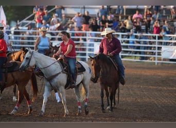 American Quarter Horse, Gelding, 13 years, 15.2 hh, Roan-Bay