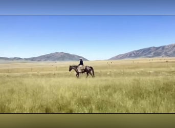 American Quarter Horse, Gelding, 13 years, 15.2 hh, Roan-Blue