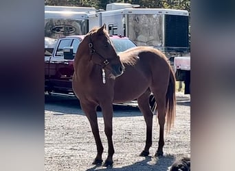American Quarter Horse, Gelding, 13 years, 15.3 hh, Chestnut