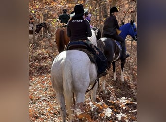 American Quarter Horse, Gelding, 13 years, 15.3 hh, Grey