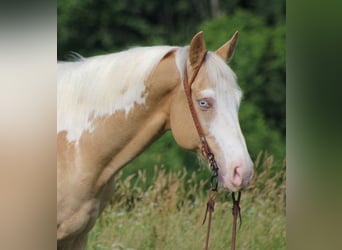 American Quarter Horse, Gelding, 13 years, 15.3 hh, Overo-all-colors